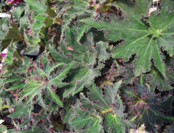 B. ‘Bushmaster’